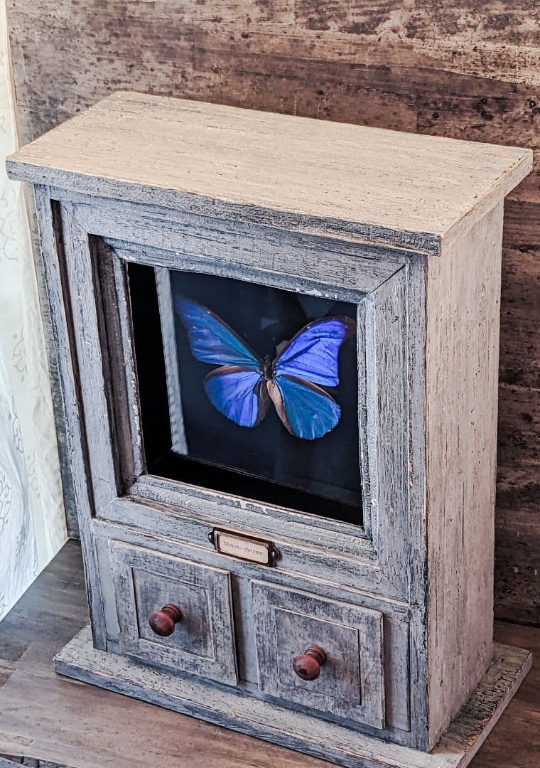 美品「レテノールモルフォ」標本　専用ケース付(ハンドメイド)