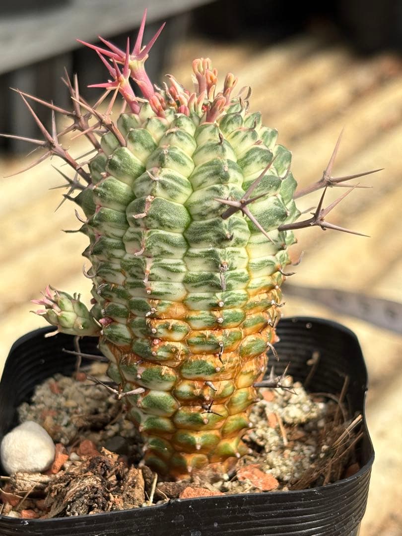 ユーフォルビア　群星冠錦　子株付き