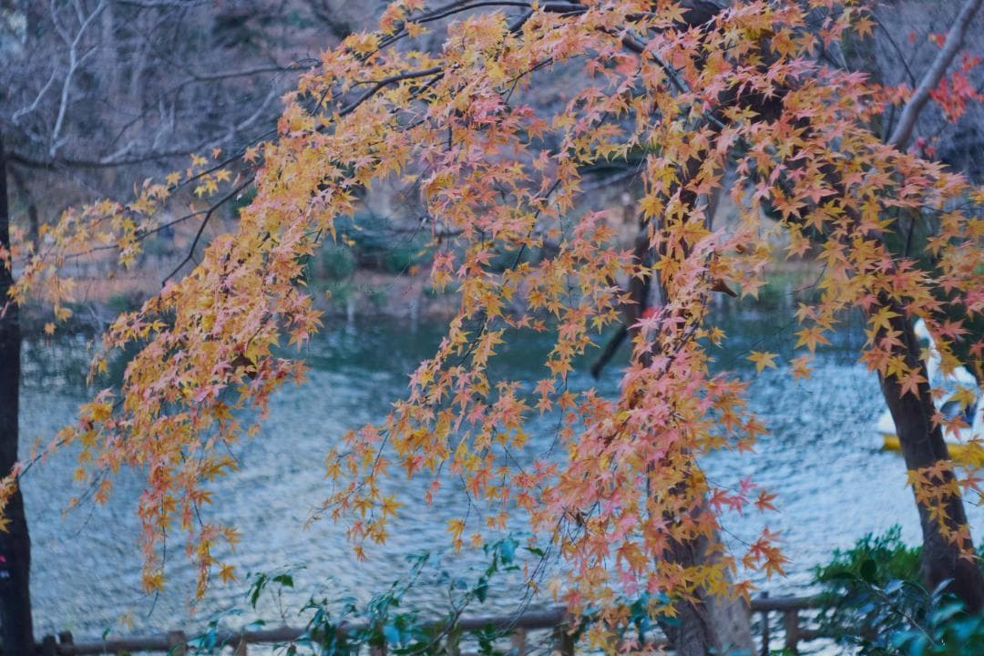 ソ*ト様 バブルボケ Jena Tessar 50mmF2.8 M42改造
