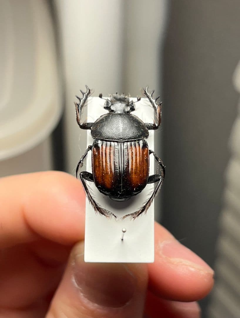 【21mm】ベニモンタマオシコガネ フンコロガシ糞虫とんでもない甲虫