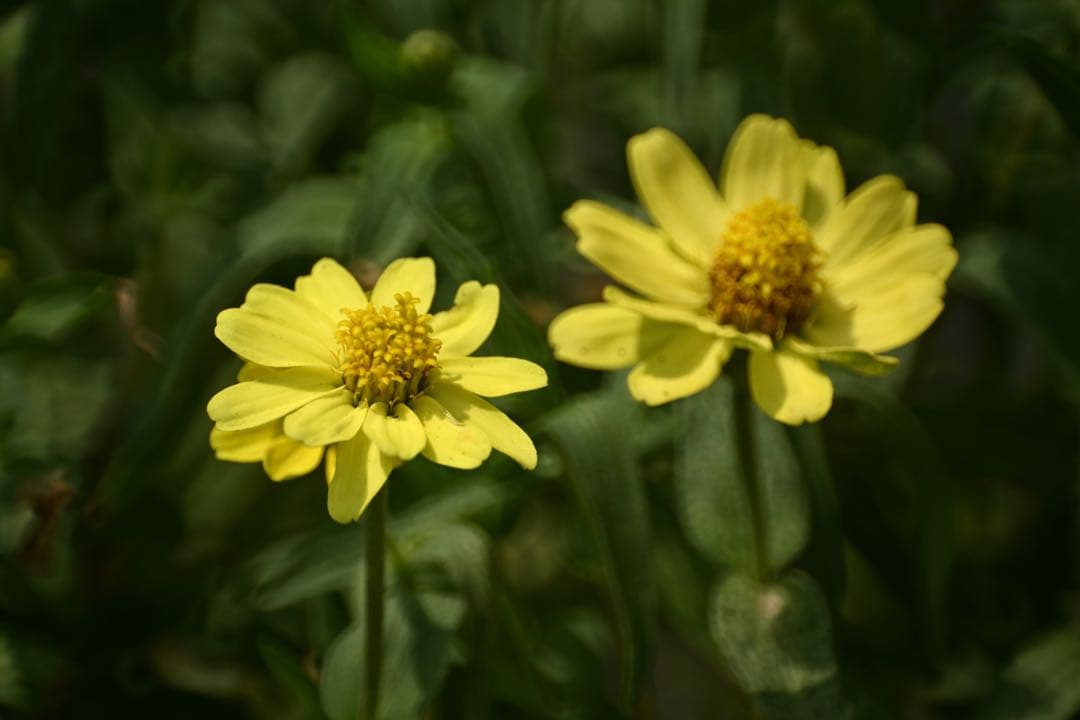 Tokina SZ 500mm F8 Reflex Nikonマウント