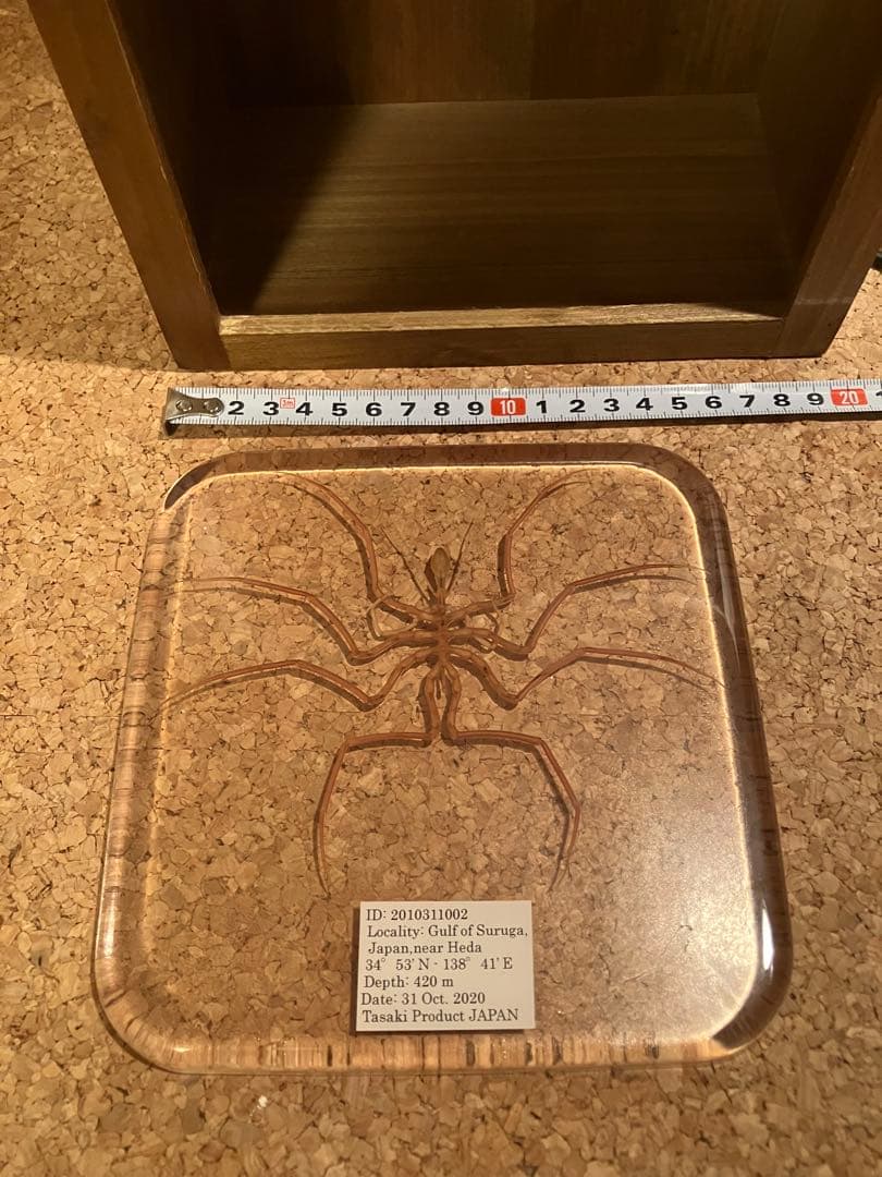 ウミグモ　深海生物樹脂封入標本 LEDライト付き 木製ケース