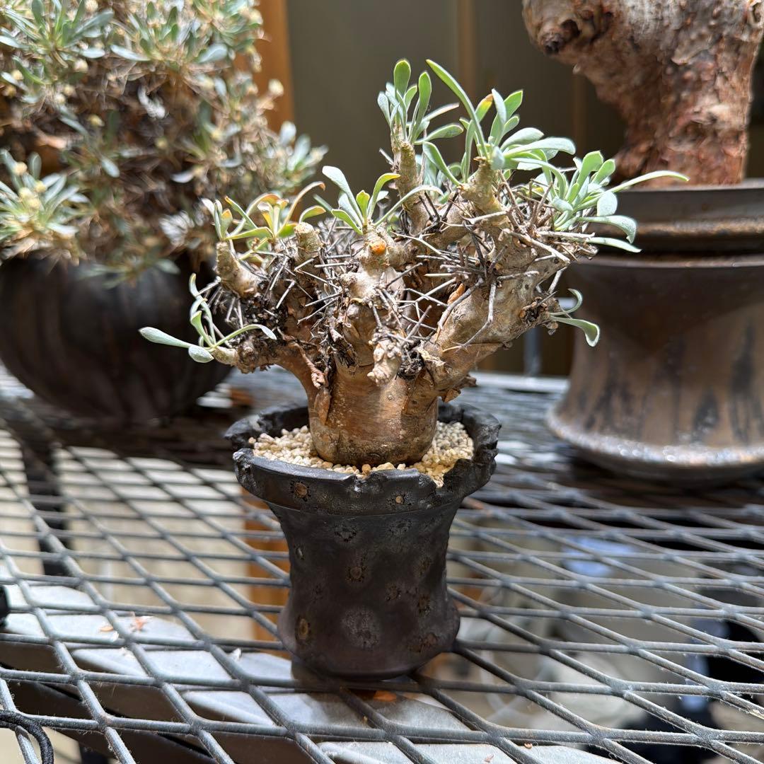 ユーフォルビオイデス　raw life factory お山の大将