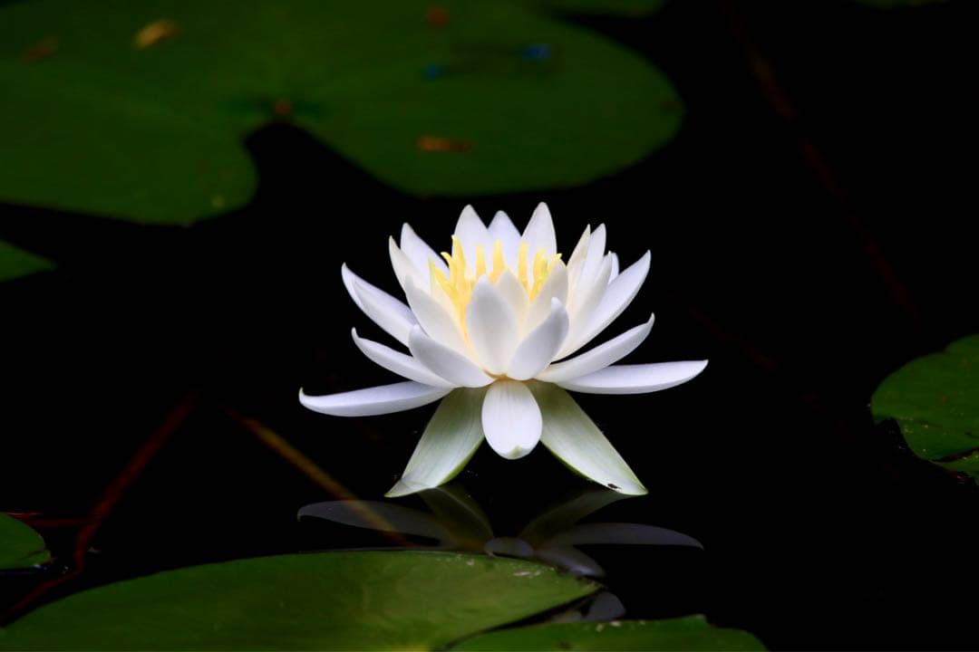 美品！Canon EF600mm F4 L USM