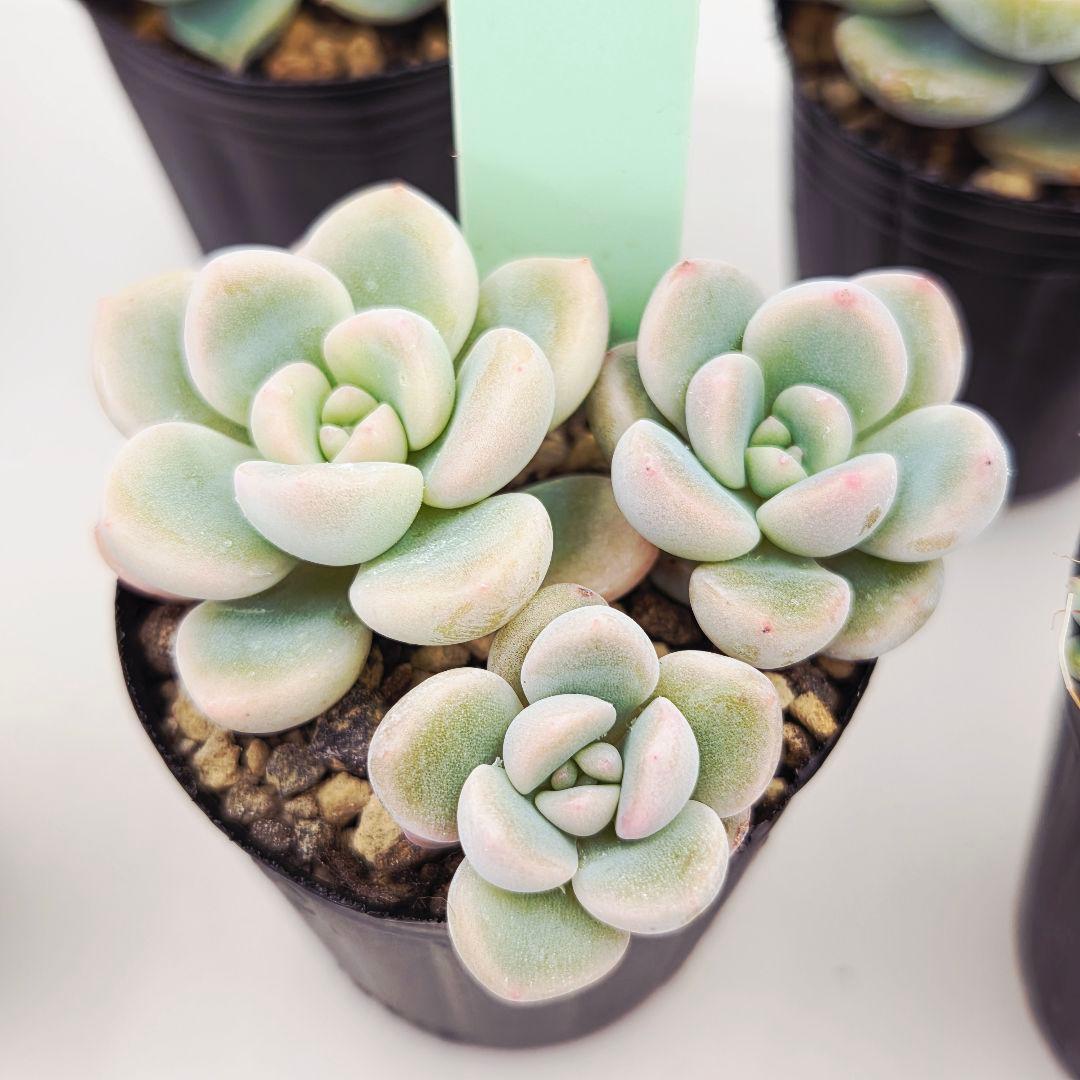 シナモン＠様 全10苗 ネコポス送料込