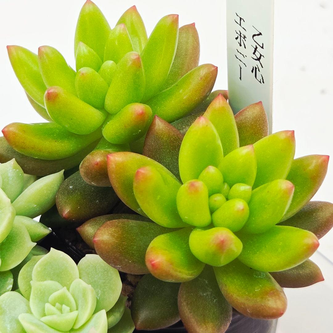 シナモン＠様 全10苗 ネコポス送料込