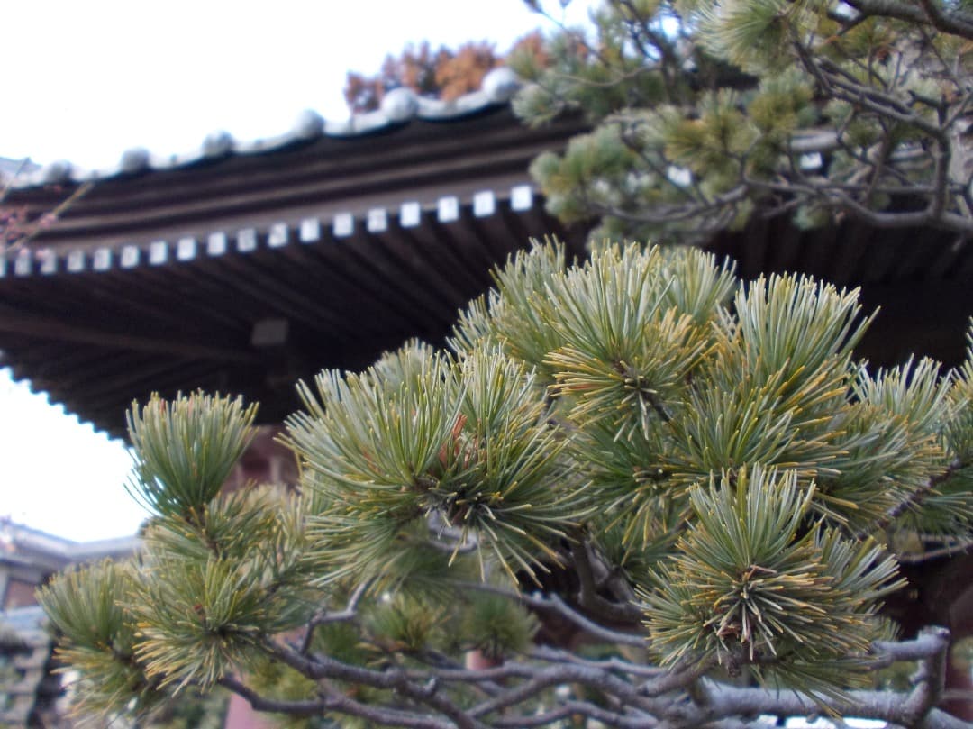 実写美⭕️【動作確認済】Nikon COOLPIX L23 シルバー