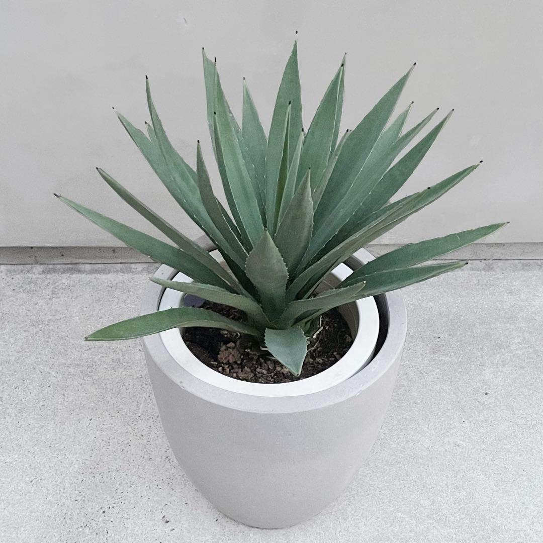 アガベ マルギナータ 8号