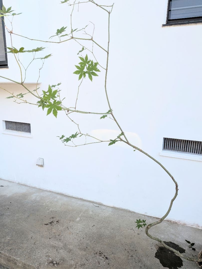 曲線美。。山採りコハウチワカエデ。