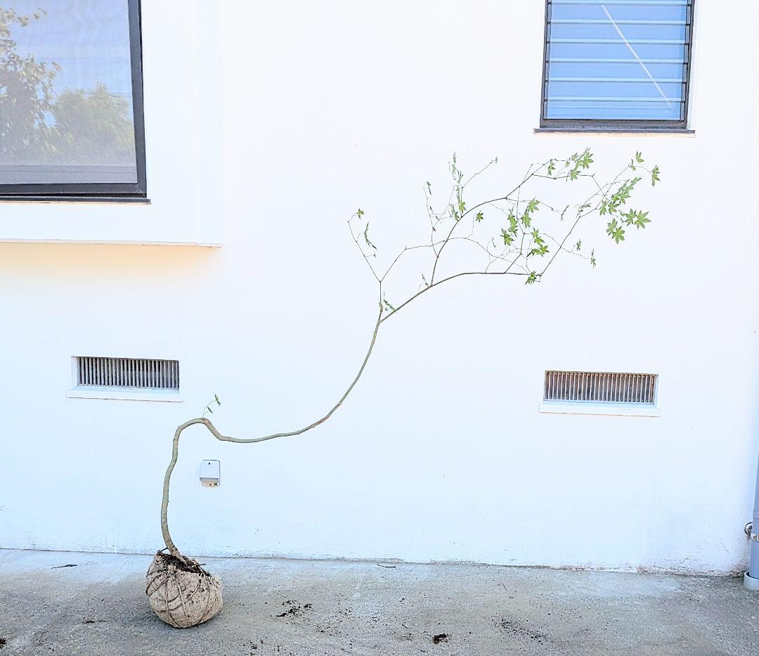 曲線美。。山採りコハウチワカエデ。