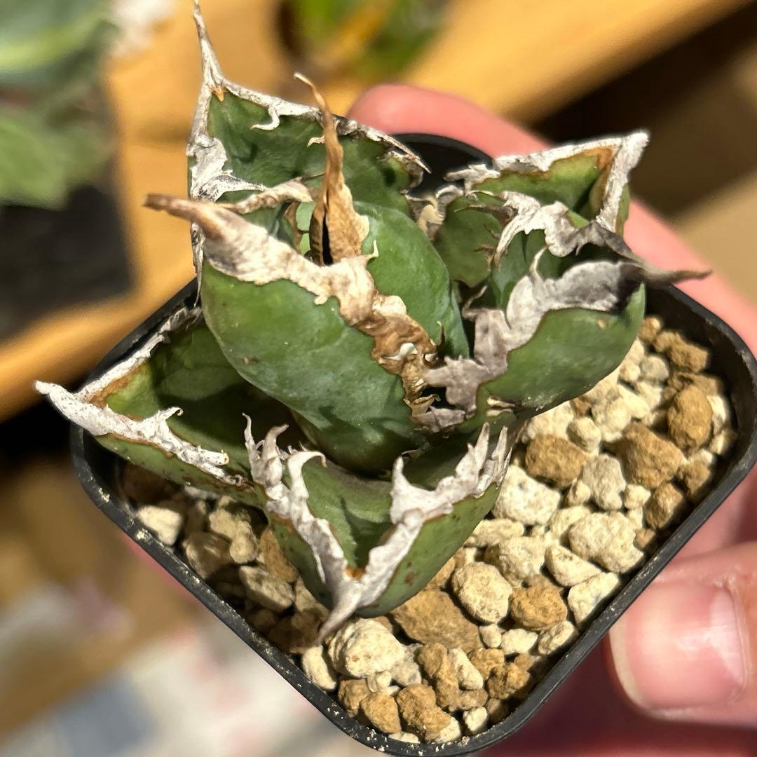 アガベ　海王［烈海王］×superシーザー×姫厳竜　S株特価　ボールタイプ　特価