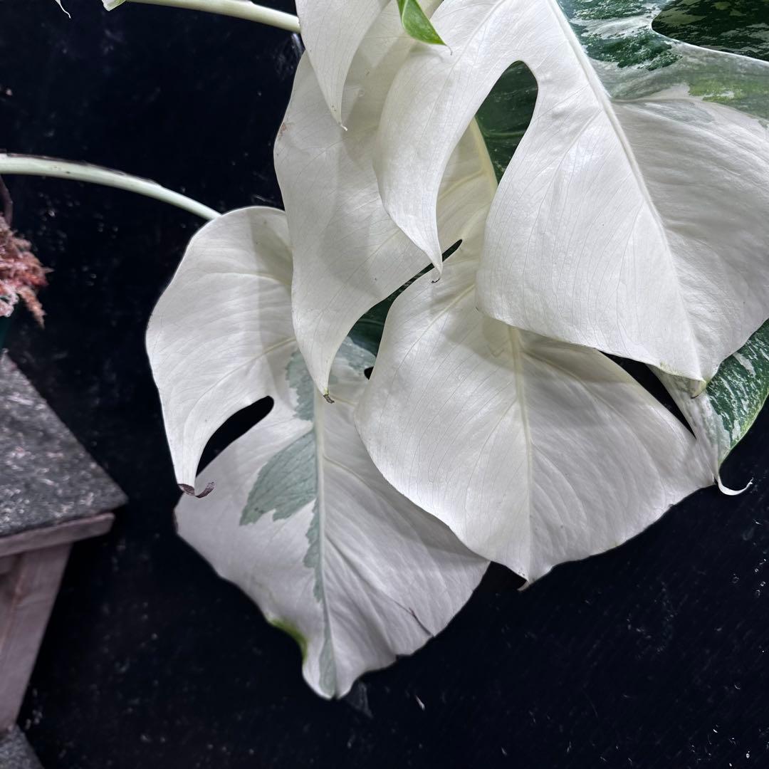 ま*さ様 斑入りモンステラ ホワイトタイガー極美大株62cm白斑多