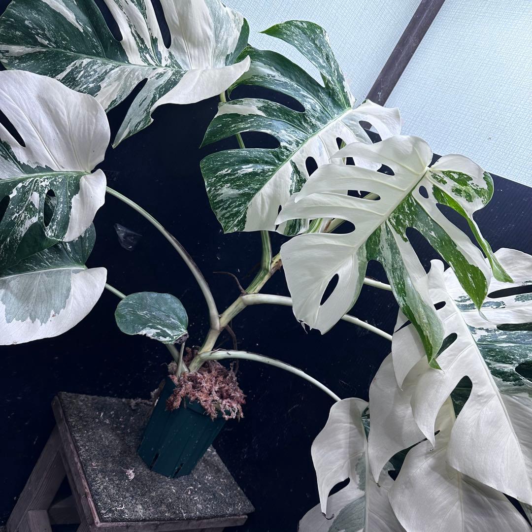 ま*さ様 斑入りモンステラ ホワイトタイガー極美大株62cm白斑多