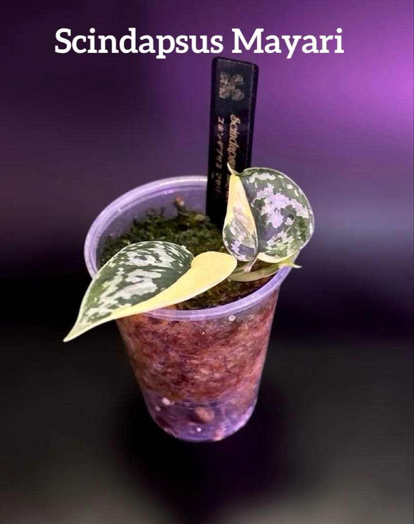 スキンダプサス　綺麗な　セット　F1