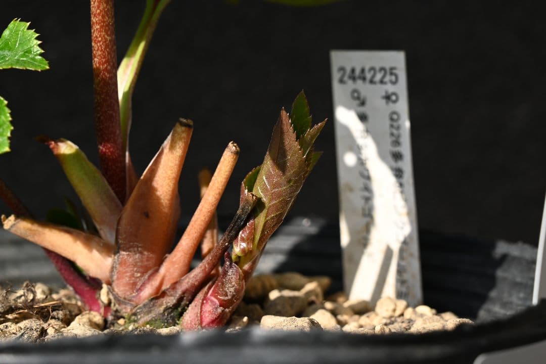 クリスマスローズ　認定ディオーネホワイトフラッシュ　加藤農園