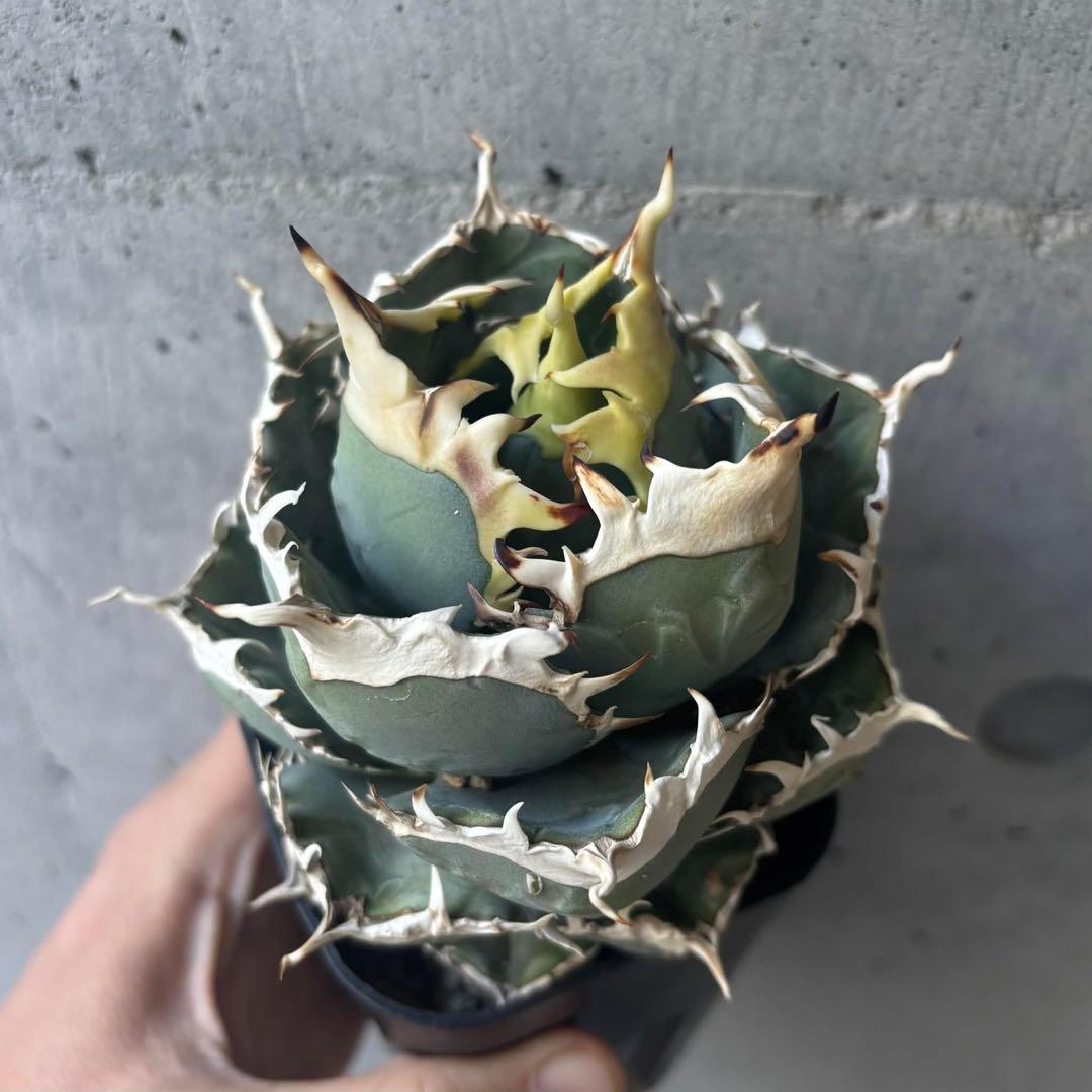 アガベ　オテロイ　実生　選抜株