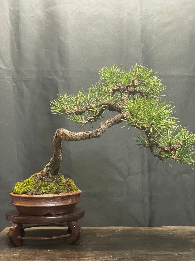 文人黒松盆栽 陶器鉢