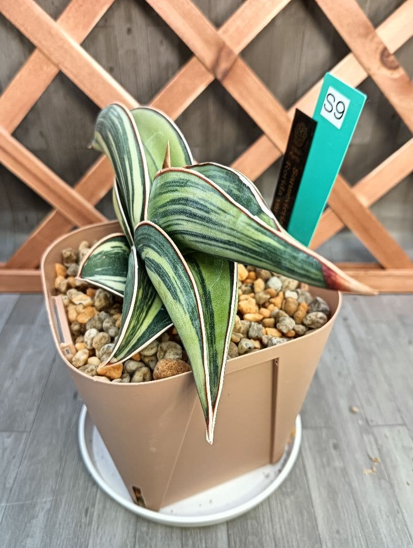 ☆S-9 超希少！大き目 サンスベリア ロリダ 斑入り ベアルート メルカリ便