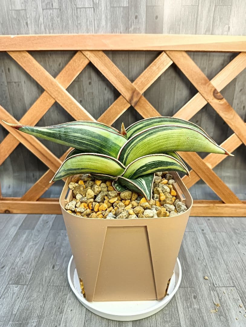 ☆S-9 超希少！大き目 サンスベリア ロリダ 斑入り ベアルート メルカリ便