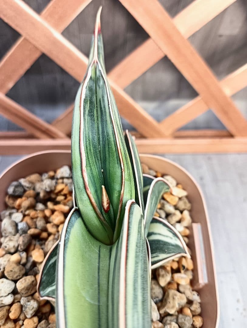 ☆S-9 超希少！大き目 サンスベリア ロリダ 斑入り ベアルート メルカリ便