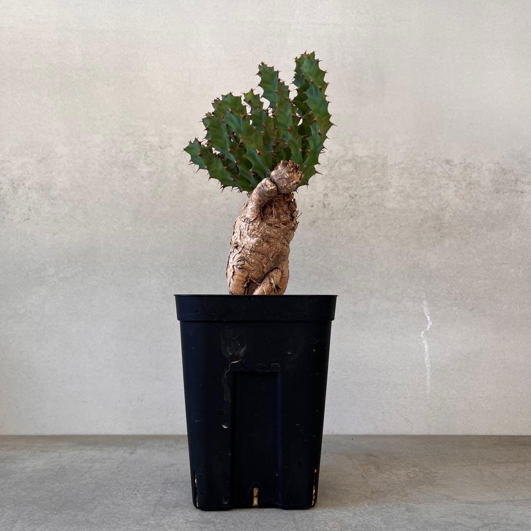 ユーフォルビア　クラビゲラ　現地球　Euphorbia clavigera