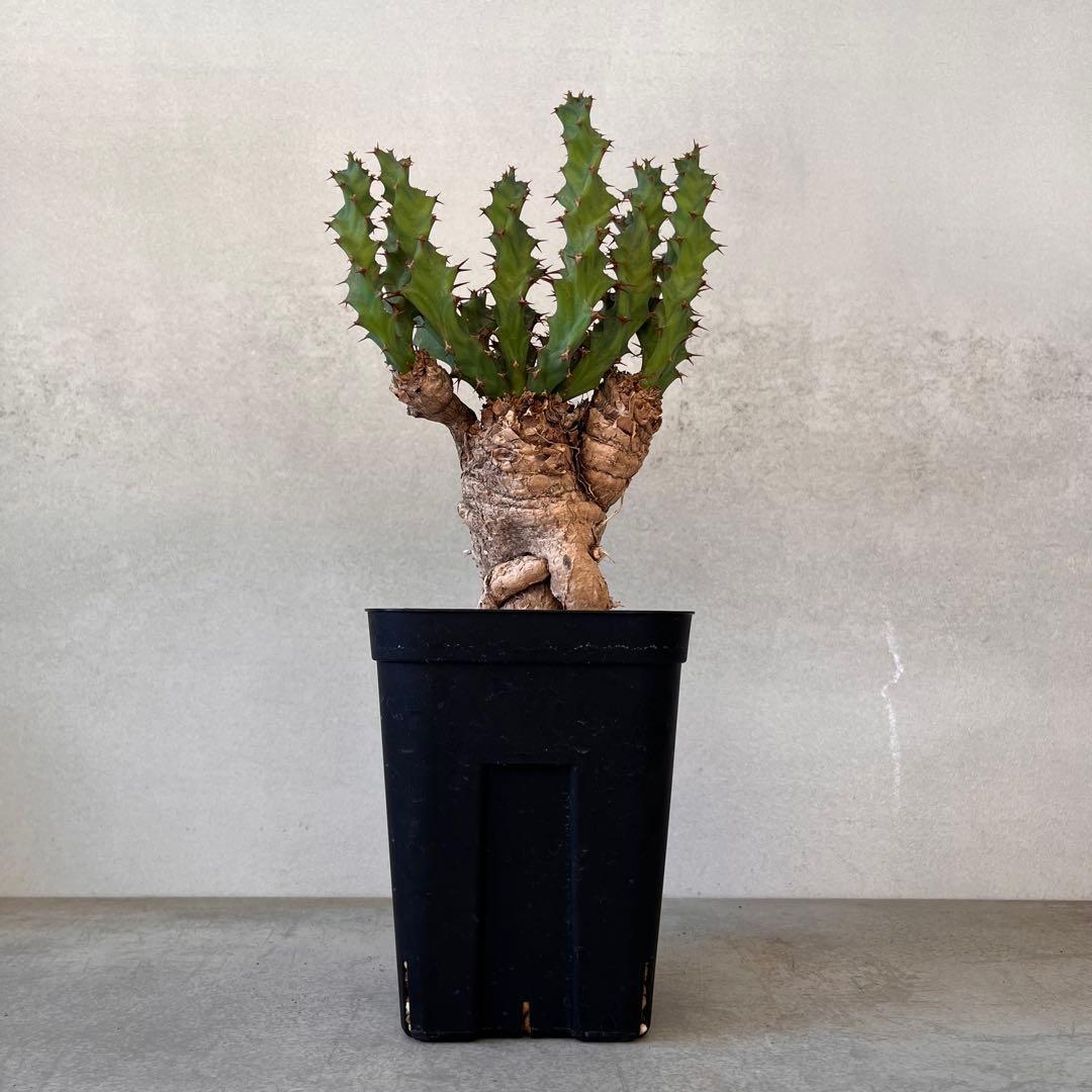 ユーフォルビア　クラビゲラ　現地球　Euphorbia clavigera