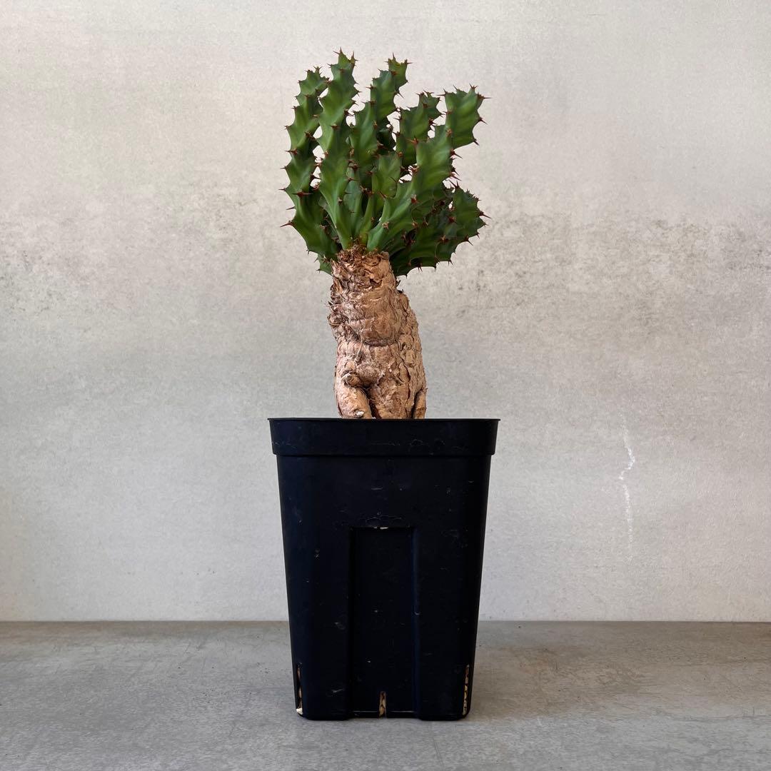 ユーフォルビア　クラビゲラ　現地球　Euphorbia clavigera