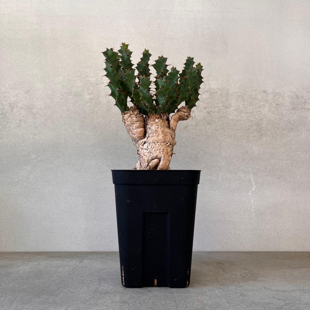 ユーフォルビア　クラビゲラ　現地球　Euphorbia clavigera