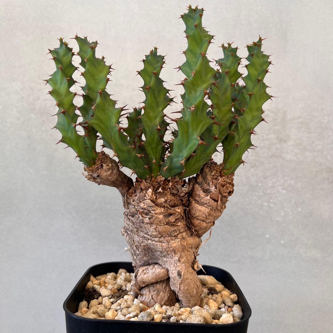 ユーフォルビア　クラビゲラ　現地球　Euphorbia clavigera
