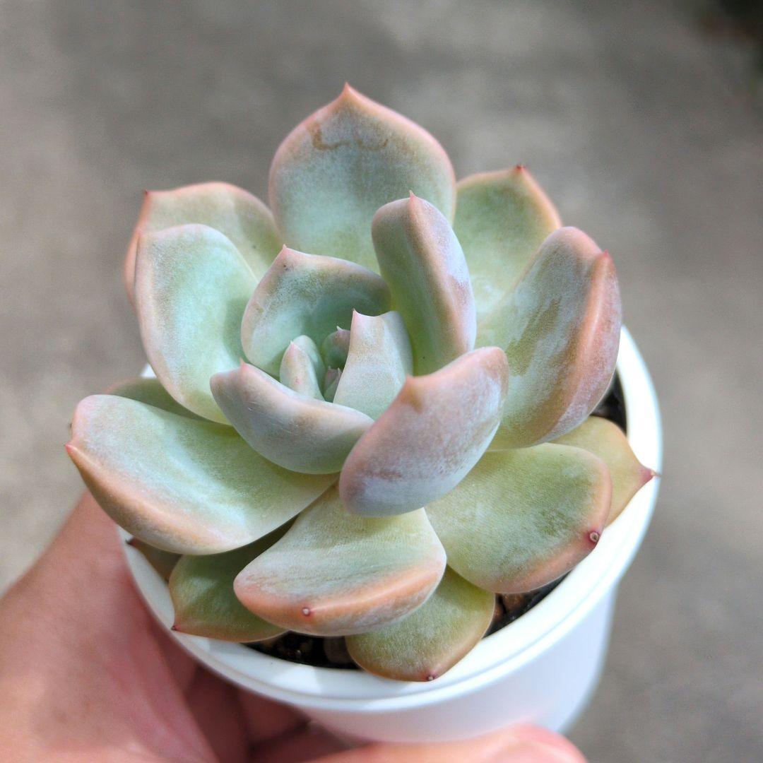 126.. 多肉植物 リモン 750円【抜き苗】