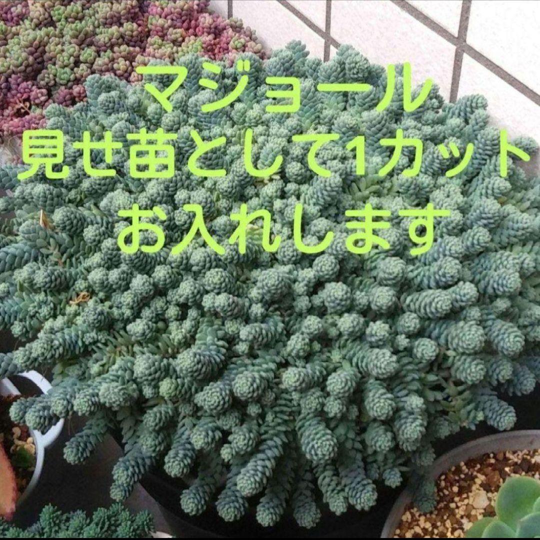 126.. 多肉植物 リモン 750円【抜き苗】