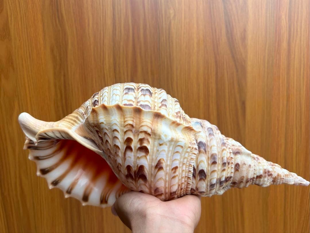 特大37.２ cm 法螺貝