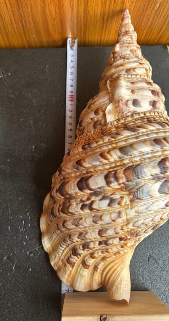 特大37.２ cm 法螺貝