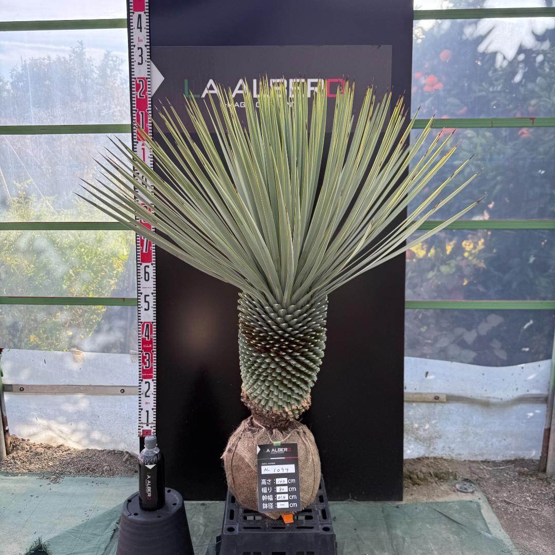 【AL1094】ユッカ　ロストラータ