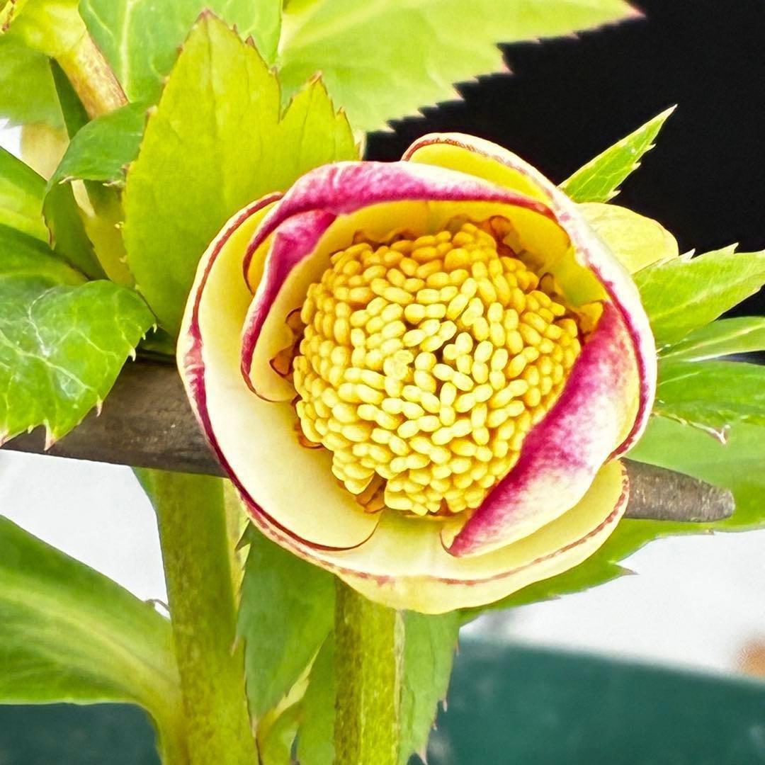 ヘ*6様 571☘️花蕾付☘️⭐️糸ピコSD⭐️イエローフジタ⭐️小輪⭐️オーレ