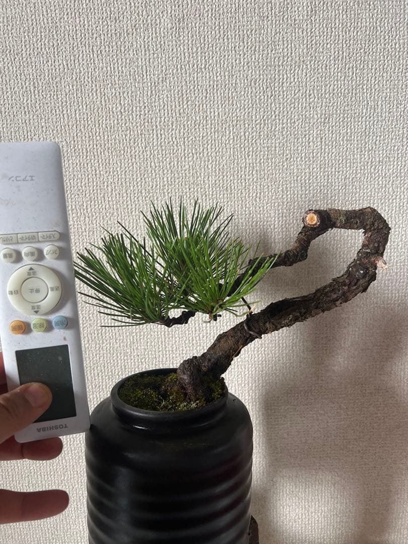 黒松盆栽