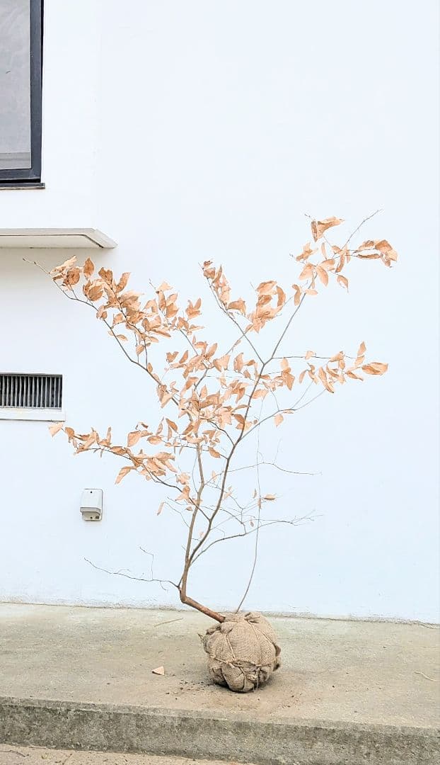 暖色。山採りヤマコウバシ。