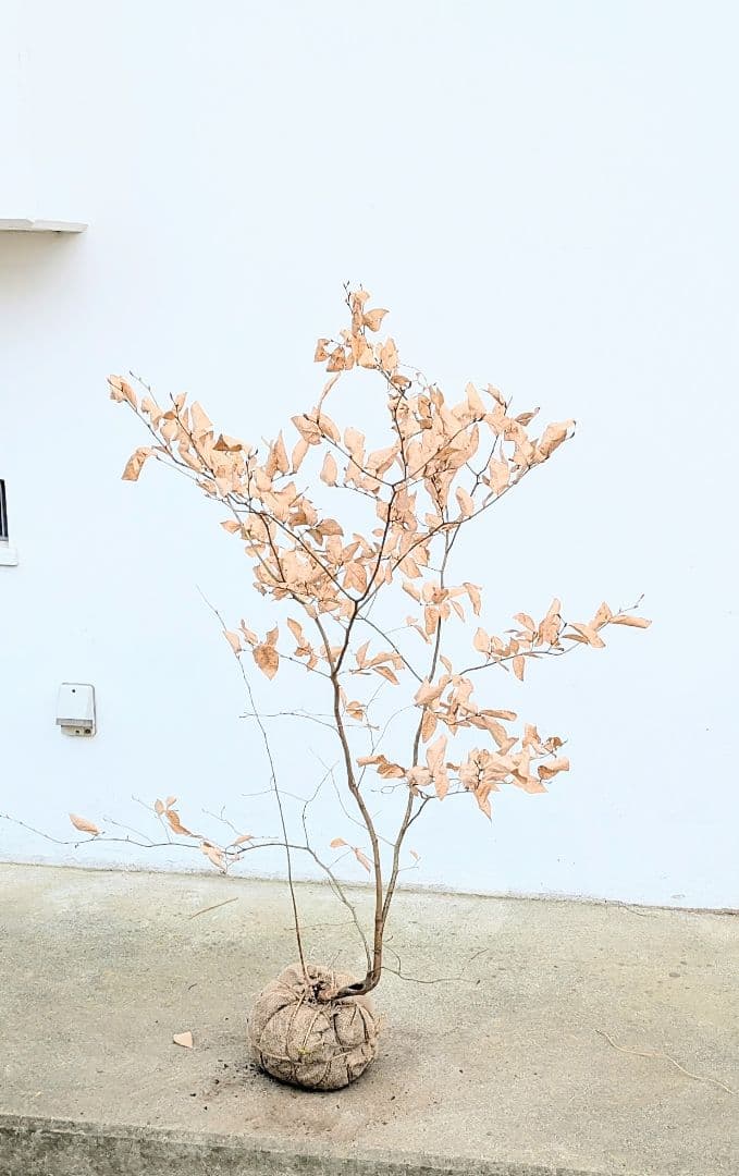 暖色。山採りヤマコウバシ。