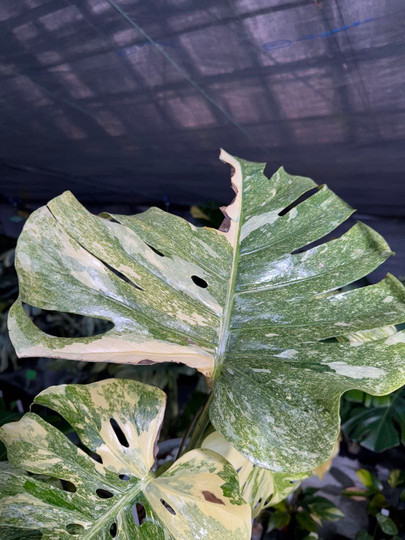 早い者勝ち　モンステラ　デリシオーサ　レガシー　久々絶美斑入り株