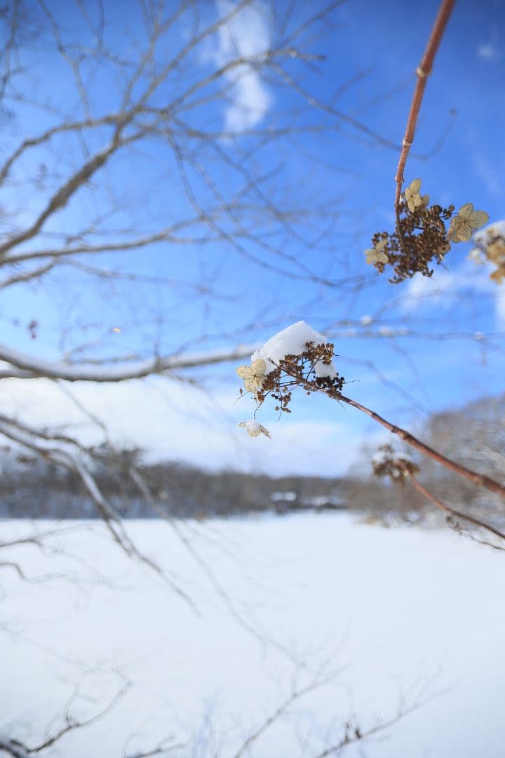 CANON EF 20mm F2.8 USM 【難あり】