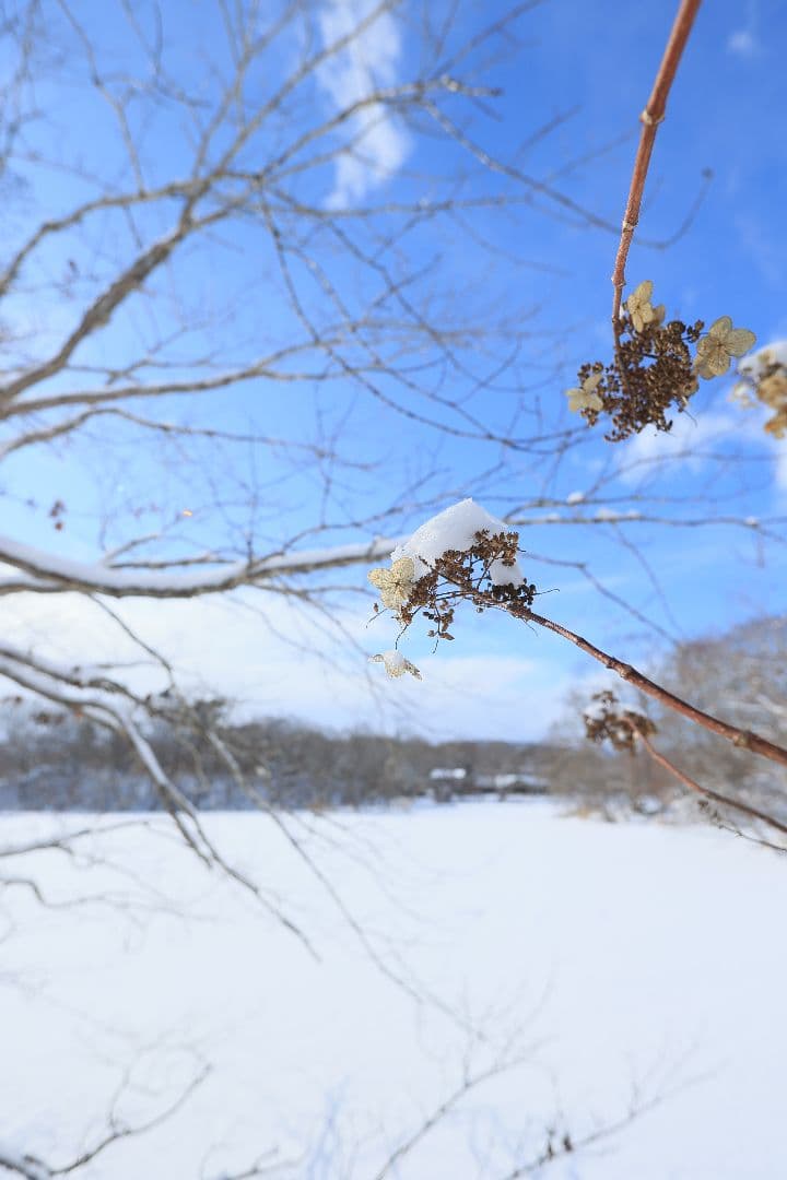 CANON EF 20mm F2.8 USM 【難あり】