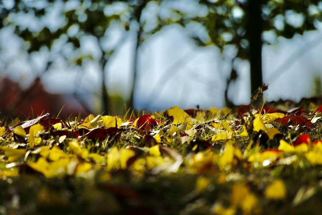 CANON キャノン EF 100-300mm F5.6 L