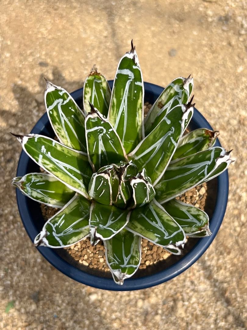 アガベ　笹の雪　極氷山　白虎斑