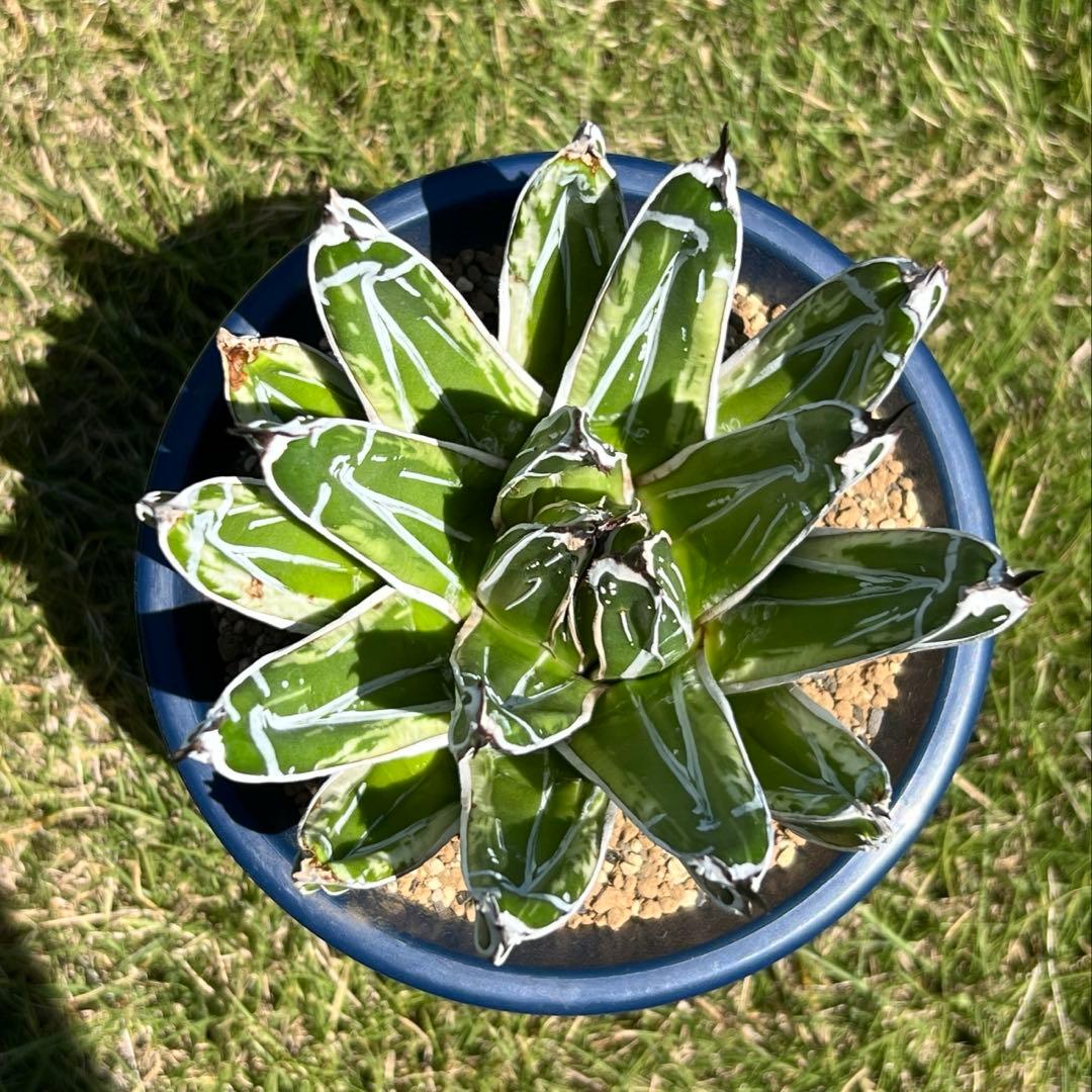 アガベ　笹の雪　極氷山　白虎斑