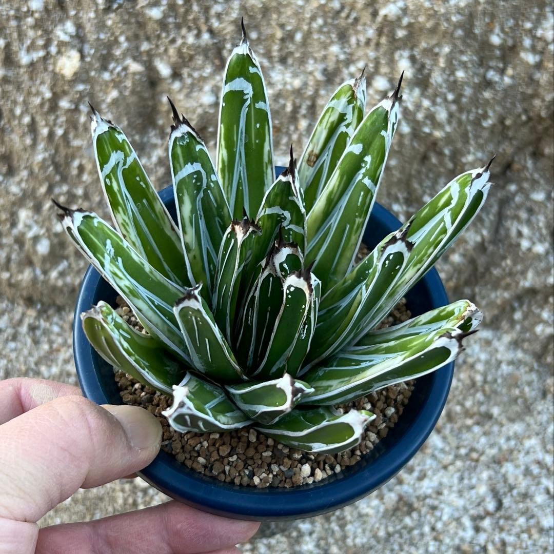 アガベ　笹の雪　極氷山　白虎斑