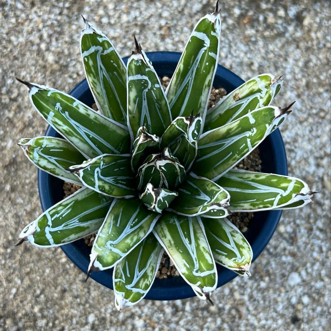 アガベ　笹の雪　極氷山　白虎斑