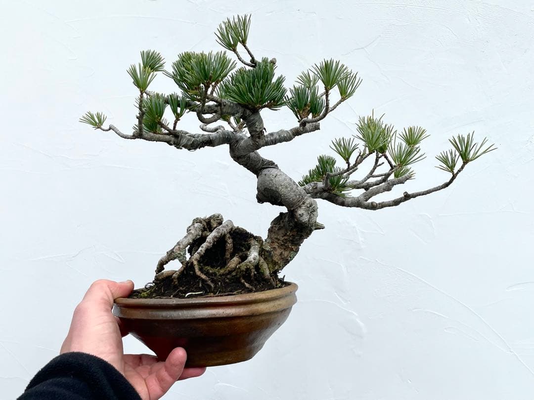 三河盆栽　五葉松　盆栽　ゴヨウ　明星　ミョウジョウ　品種物　今人気品種　古木