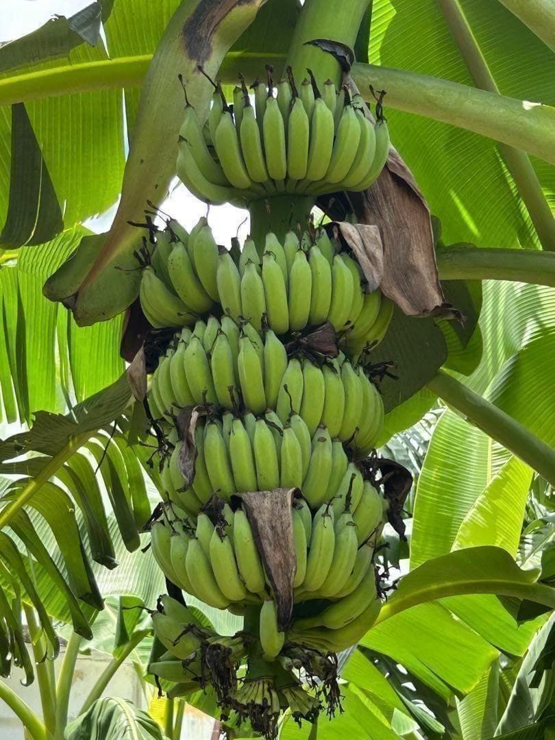 準親株！255cm巨大苗◆スーパードワーフ・キングナムワ◆関東露地&鉢植可◆耐寒