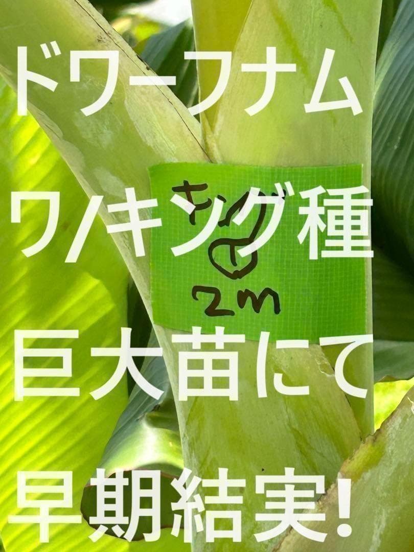 準親株！255cm巨大苗◆スーパードワーフ・キングナムワ◆関東露地&鉢植可◆耐寒
