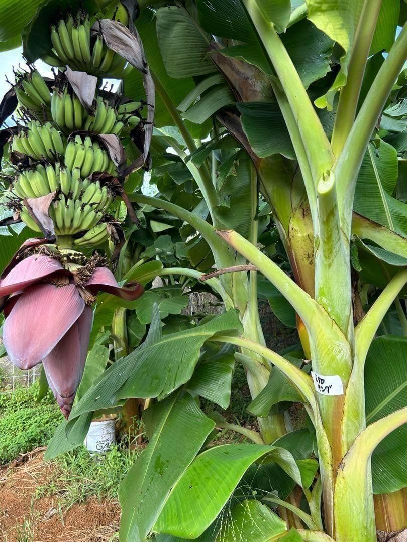 準親株！255cm巨大苗◆スーパードワーフ・キングナムワ◆関東露地&鉢植可◆耐寒